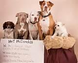 images of Campaign Signs Dogs images of Campaign Signs Dogs
